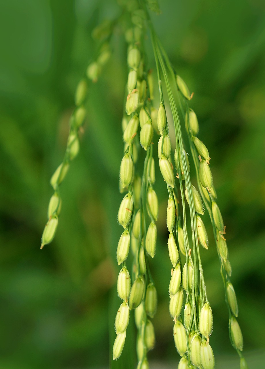 rice, rice non, the grain of wheat, food, vietnam, blue